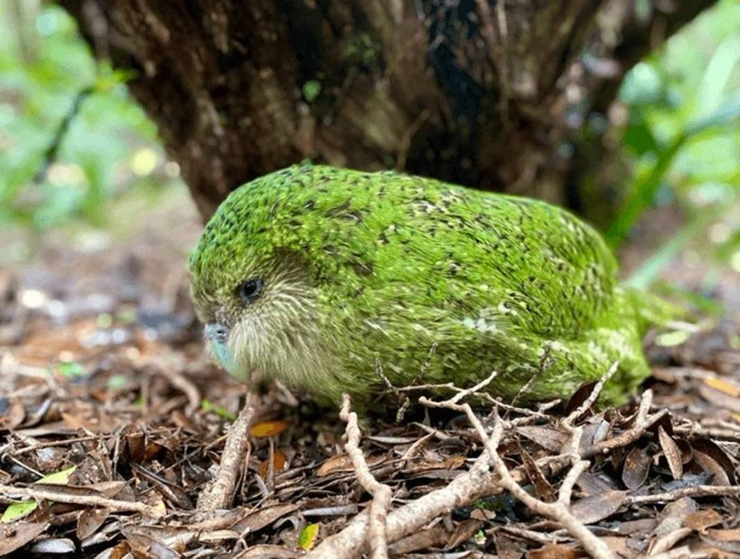 40 yıl sonra sevindiren haber geldi: Bu kez aynı hatayı yapmayalım! Dolu dizgin geri dönüyorlar... 5